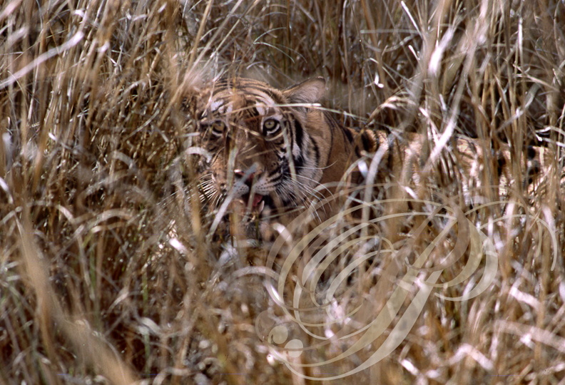TIGRE_INDIEN_Panthera_tigris_tigris_camoufle_dans_les_herbes__.jpg