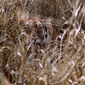 TIGRE INDIEN (Panthera tigris tigris) camouflé dans les herbes 