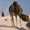 DROMADAIRE TUNISIEN (ou MAGHREBI ou CHAAMBI) (Camelus dromedarius) - Douz