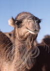 DROMADAIRES  -  CAMELS  -  CAMELOS  -  Camelus dromedarius