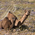 DROMADAIRE (Camelus dromedarius) - chamelle et son chamelon