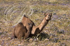 DROMADAIRE (Camelus dromedarius) - chamelle et son chamelon