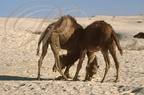 DROMADAIRE (Camelus dromedarius) - combat de jeunes mâles -Douz - Tunisie)
