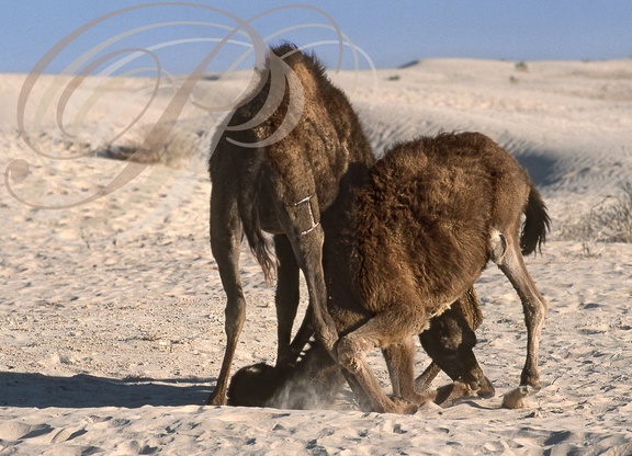 DROMADAIRE (Camelus dromedarius) - combat de jeunes mâles (Douz - Tunisie) 