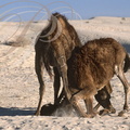 DROMADAIRE (Camelus dromedarius) - combat de jeunes mâles (Douz - Tunisie) 