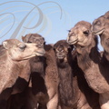 DROMADAIRE TUNISIEN (ou MAGHREBI ou CHAAMBI) (Camelus dromedarius) - Douz