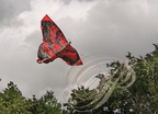 EAUZE (France - 32)  - FESTIVAL GALOP ROMAIN - démonstration de cerfs volants indonésiens : le papillon rouge