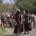INDE (Rajasthan) - nord de Sawai Madhopur : nomades et leur troupeau