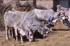INDE (Madhya Pradesh) - KHAJURAHO : ZÉBUS (Bos taurus indicus) : vaches sacrées aux cornes peintes