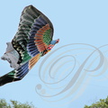 EAUZE (France - 32)  - FESTIVAL GALOP ROMAIN - démonstration de cerfs volants indonésiens : l'oiseau de proie