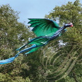EAUZE (France - 32)  - FESTIVAL GALOP ROMAIN - démonstration de cerfs volants indonésiens : le dragon  