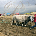DUNES - LES VIEUX PISTONS - labourage avec des vaches gasconnes  