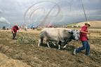 DUNES - LES VIEUX PISTONS - labourage avec des vaches gasconnes  
