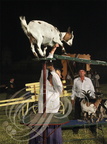 Spectacle "AU FIL de L'EAU" - tableau   5 - la foire du 15 août : le cirque ambulant (2012) 09PP63