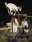 Spectacle "AU FIL de L'EAU" - Tableau   5 - foire du 15 août : le cirque avec les chèvres dressées (2012) 09PP63