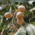 MARRONIER À FLEURS ROUGES ou PAVIER ROUGE (Aesculus x carnea) -  fruits glabres
