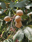 MARRONIER À FLEURS ROUGES ou PAVIER ROUGE (Aesculus x carnea) -  fruits glabres