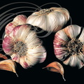 AIL VIOLET (Alium sativum) - bulbes et gousses (caïeux)