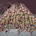 SAINT-CLAR - Fête de l'Ail - concours de tresses d'ail (ail violet variété Germidour)
