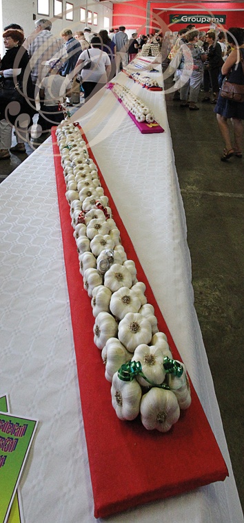 SAINT-CLAR - Fête de l'Ail - concours de tresses d'ail (tresse longue d'ail blanc de 2 mètres)