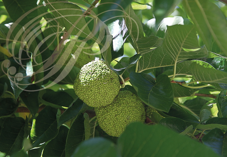 ORANGER DES OSAGES (Maclura pomifera) - fruits