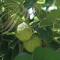 ORANGER DES OSAGES (Maclura pomifera) - fruits