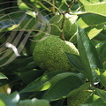 ORANGER DES OSAGES (Maclura pomifera) - fruit 