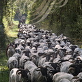 PERCHÈDE (Gers) -  la transhumance : le troupeau de 570 ovins et 20 chèvres de Stephane Iriberi