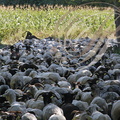 PERCHÈDE (Gers) -  la transhumance : le troupeau de 570 ovins et 20 chèvres de Stephane Iriberi