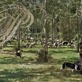 PERCHÈDE (Gers) -  la transhumance : Stephane Iriberi et son troupeau de 570 ovins