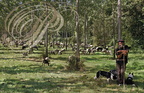 PERCHÈDE (Gers) -  la transhumance : Stephane Iriberi et son troupeau de 570 ovins