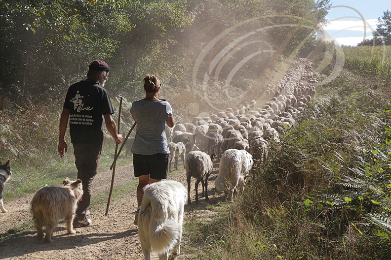 PERCHÈDE (Gers) -  la transhumance : Stéphane Iriberi et son troupeau de 570 ovins 