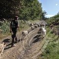 PERCHÈDE (Gers) -  la transhumance : Stéphane Iriberi et son troupeau de 570 ovins 