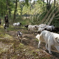 PERCHÈDE (Gers) -  la transhumance : Stéphane Iriberi, ses chiens et son troupeau  