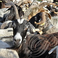 CHÈVRE DES PYRÉNÉES dans un troupeau de moutons Basco Béarnais