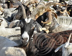 CHÈVRE DES PYRÉNÉES dans un troupeau de moutons Basco Béarnais