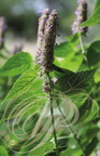 AGASTACHE FENOUIL (Agastache foeniculum)