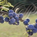 PRUNELLIER ou ÉPINE NOIRE (Prunus spinosa) -  fruits