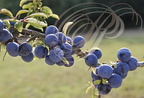 PRUNELLIER ou ÉPINE NOIRE (Prunus spinosa) -  fruits