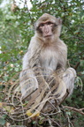 MACAQUE d'Afrique du Nord -  Singe MAGOT - Barbary Ape - Macaco de Berbería - Macaca sylvanus