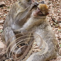 MAGOT ou MACAQUE DE BARBARIE (Macaca sylvanus) - épouillage