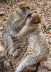 MAGOT ou MACAQUE DE BARBARIE (Macaca sylvanus) - épouillage