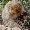 MAGOT ou MACAQUE DE BARBARIE (Macaca sylvanus) - femelle et son petit âgé d'un mois