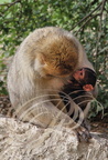 MAGOT ou MACAQUE DE BARBARIE (Macaca sylvanus) - femelle et son petit âgé d'un mois