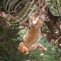MAGOT ou MACAQUE DE BARBARIE (Macaca sylvanus) - jeune se balançant dans les arbres