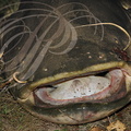 SILURE GLANE (Silurus glanis) - longueur : 220 cm - largeur de la bouche : 30 cm