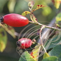 ÉGLANTIER (Rosa canina) -  fruit : CYNORRHODON
