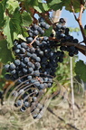 VIGNE (Vitis vinifera) -  RAISIN : cépage MERLOT (CONDOM - 32 - Domaine de GENSAC)