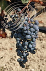 VIGNE (Vitis vinifera) -  RAISIN : cépage MERLOT (CONDOM - 32 - Domaine de GENSAC)