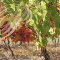 VIGNE (Vitis vinifera) -  RAISIN : cépage SEMILLON GRIS (CONDOM - 32 - Domaine de GENSAC)